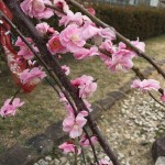 紫衣ノ忍現世録〜その十四、「初音」という言の葉に〜 紫衣ノ忍現世録〜その十四、「初音」という言の葉に〜